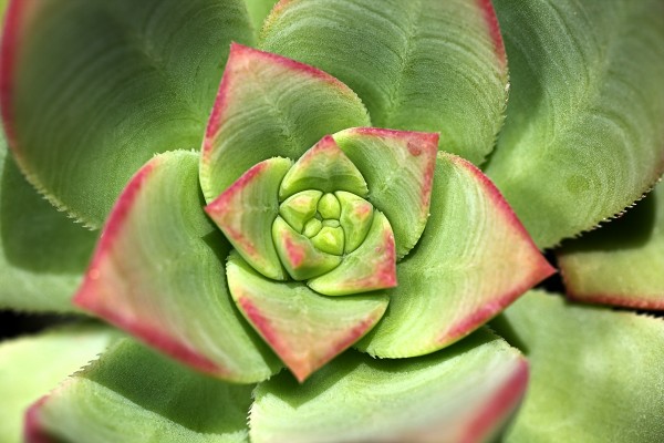 Hens And Chicks Succulent by Joy Watson